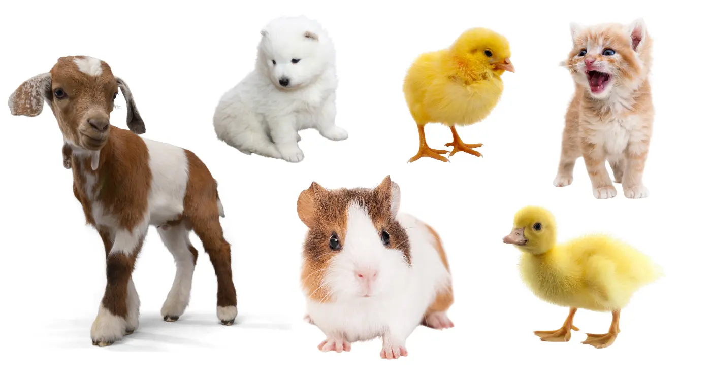 101 Baby Shower Games That'll Wow Your Guests! Match the Baby Animal