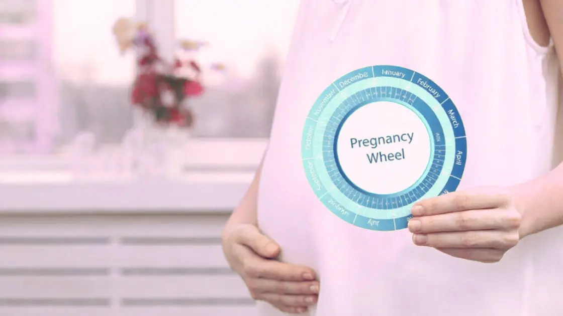 Pregnancy Gestation Wheel: Trusted Tool for Moms Pregnancy Wheel Calculator Gestational Age Tool