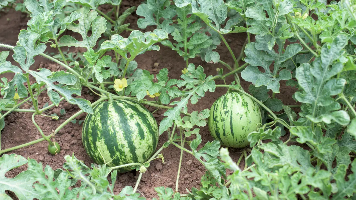 Yellow Watermelon for Pregnancy – Nature’s Juiciest Superfruit Growing Yellow Watermelon at Home
