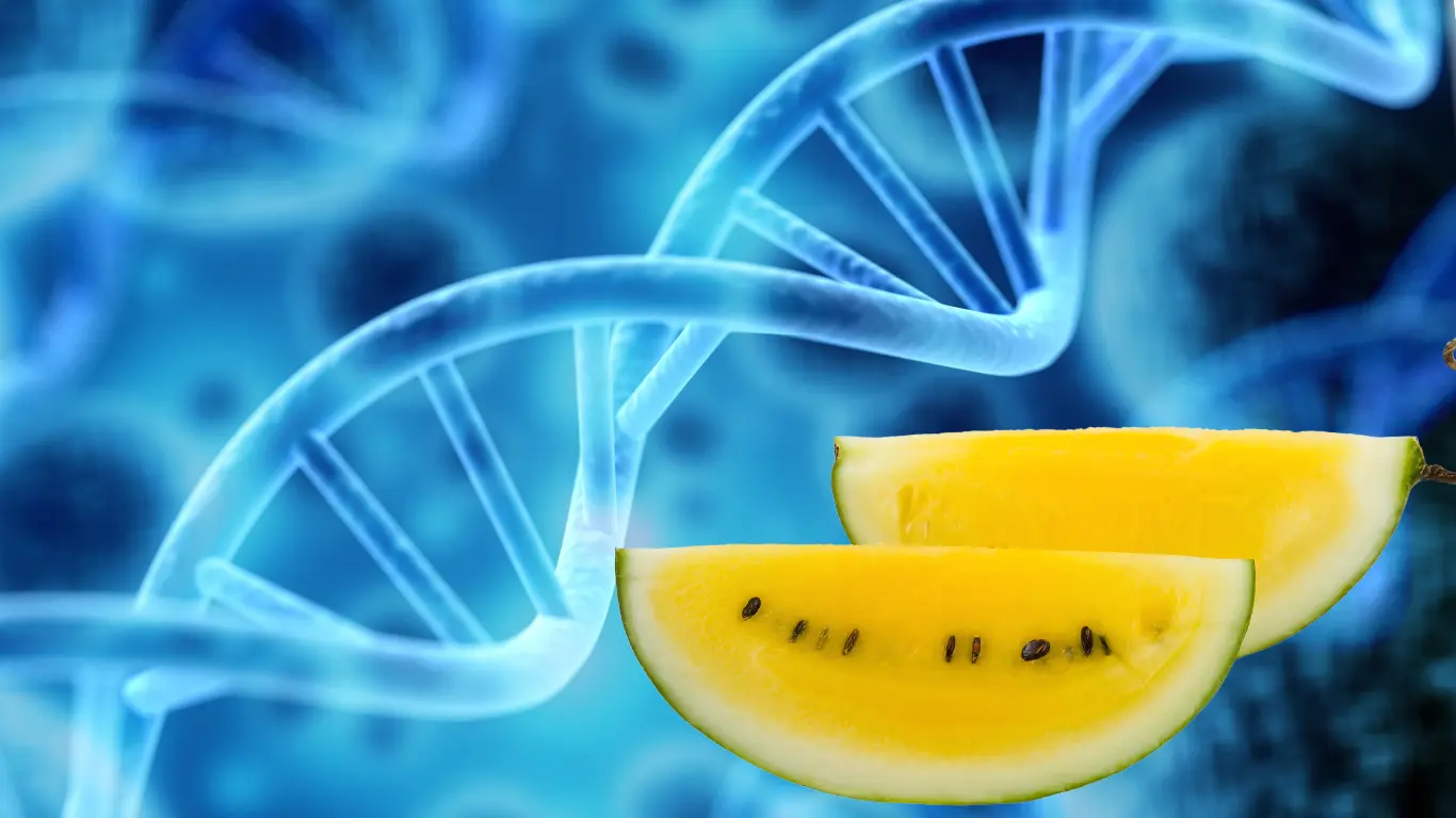 Yellow Watermelon for Pregnancy – Nature’s Juiciest Superfruit Is Yellow Watermelon Natural