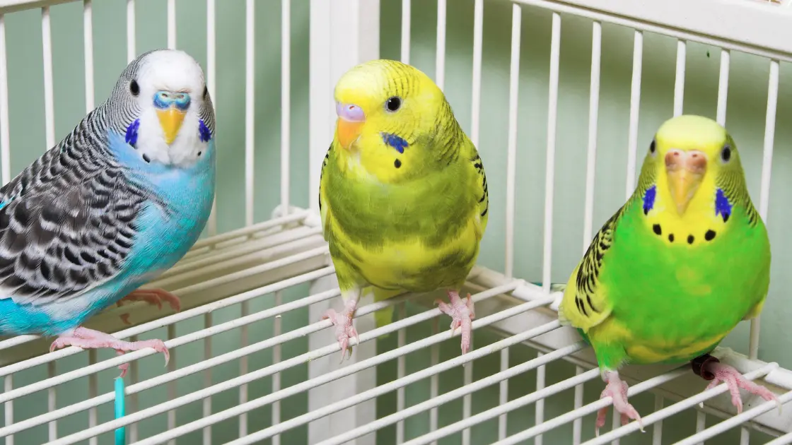 Low Maintenance Pets for Kids: 15 Adorable Options Parakeets