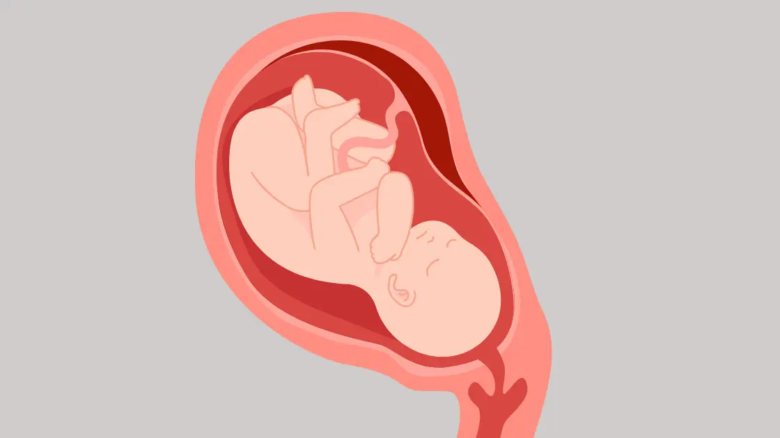 Posterior Placenta: A Critical Pregnancy Fact Decoded Placental Position