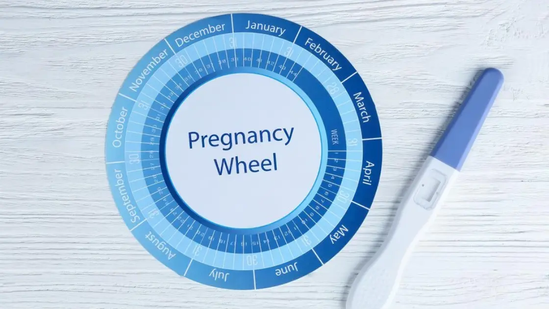 Pregnancy Gestation Wheel: Trusted Tool for Moms Pregnancy Gestation Wheel