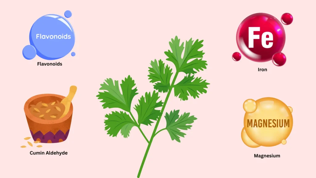 Kinza Herb: Natural Pregnancy Solution You’ve Been Waiting For Kinza herb