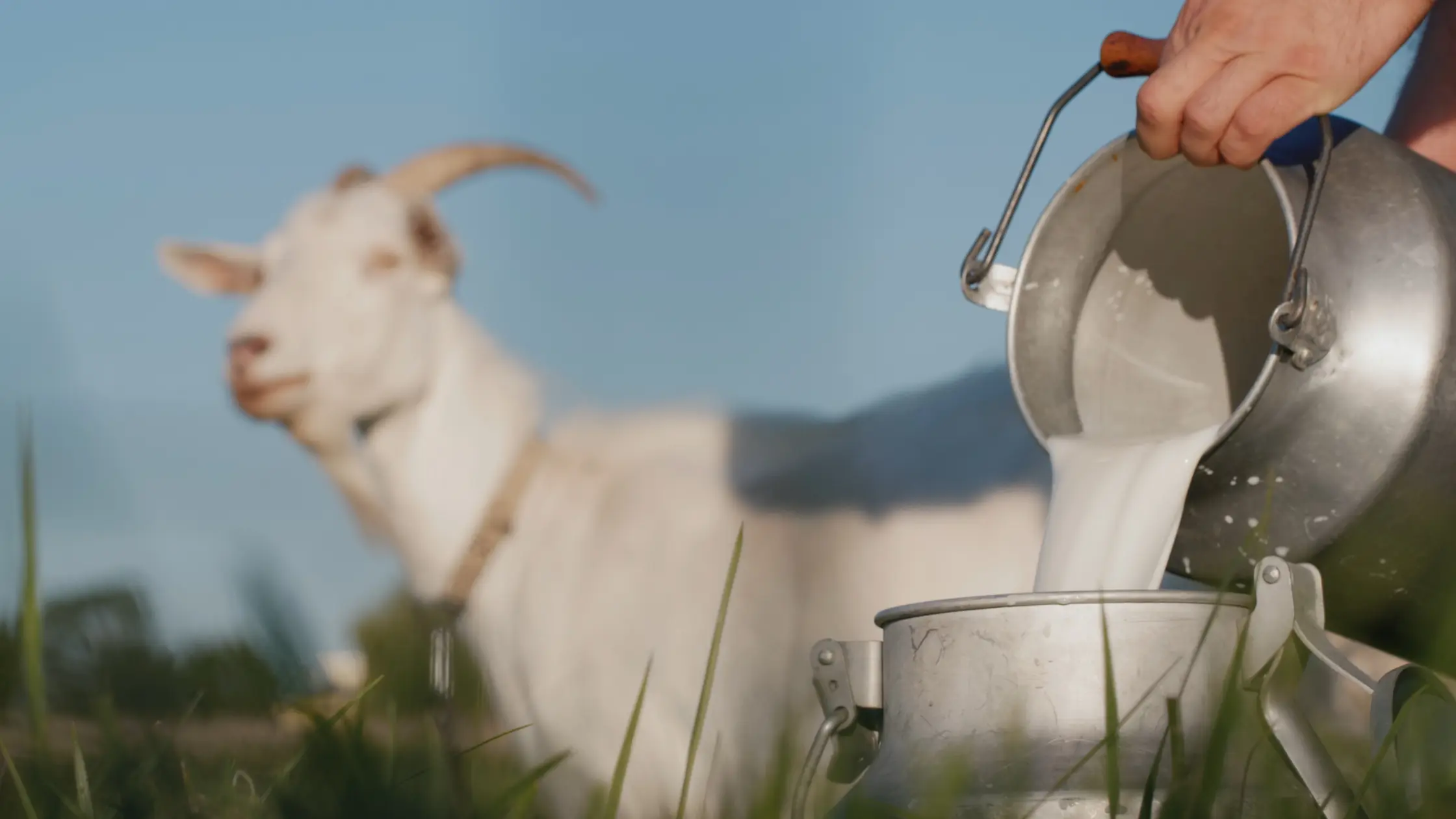 Goat Milk Formula