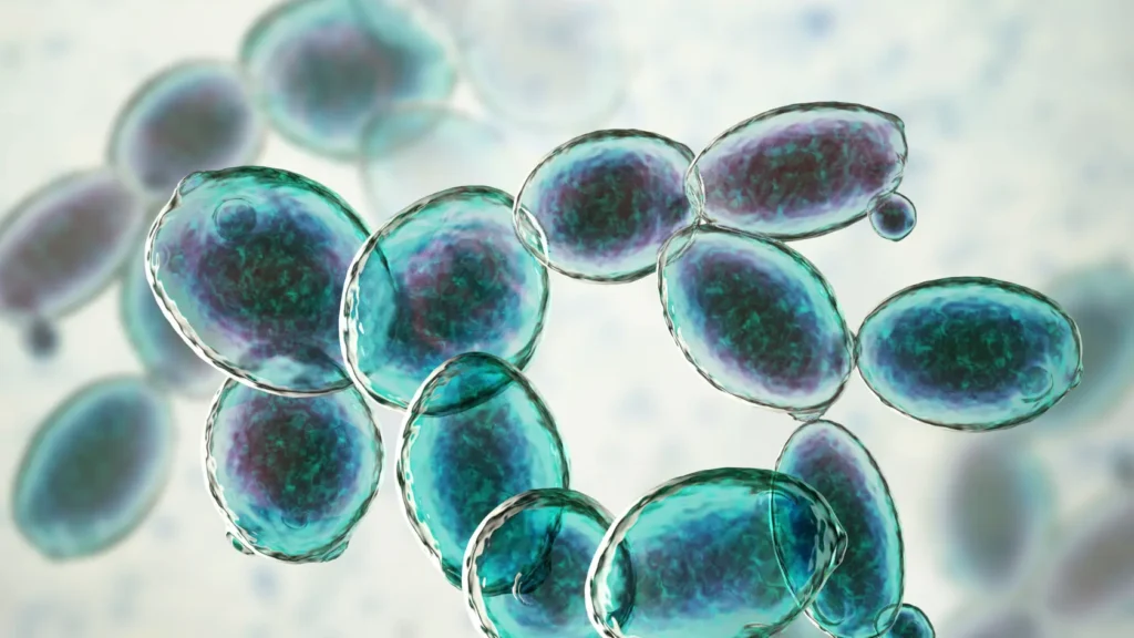 Are Young Living Probiotics Safe in Pregnancy