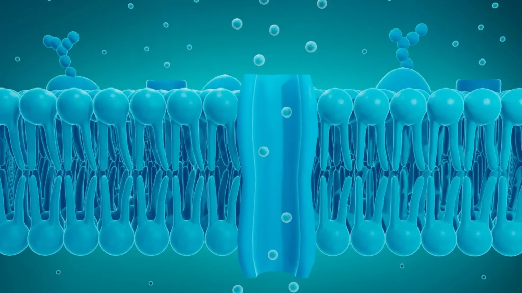 How Much Choline for Pregnancy? Boost Baby’s Brain Power Cell Membrane Structure