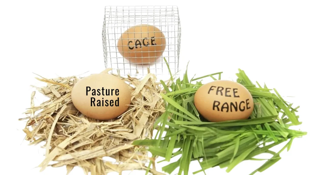 Pasture Raised Eggs: Crack the Code of Eggcellence pasture raised eggs vs free range