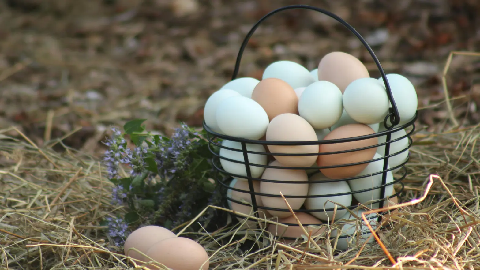 Pasture Raised Eggs