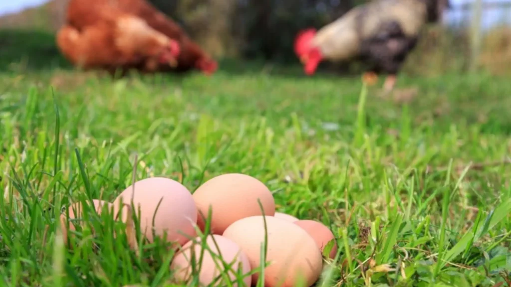 Pasture Raised Eggs: Crack the Code of Eggcellence Pasture Raised Eggs